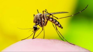 Santa Fe, en alerta por el dengue: cuatro personas murieron por esta enfermedad y los casos aumentaron más del 40% esta semana