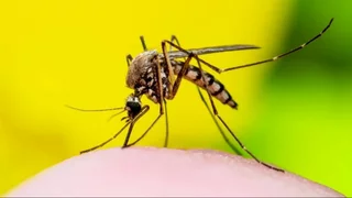 Santa Fe, en alerta por el dengue: cuatro personas murieron por esta enfermedad y los casos aumentaron más del 40% esta semana