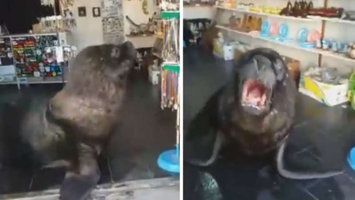 Fue a comprar un souvenir y lo atendió un lobo marino