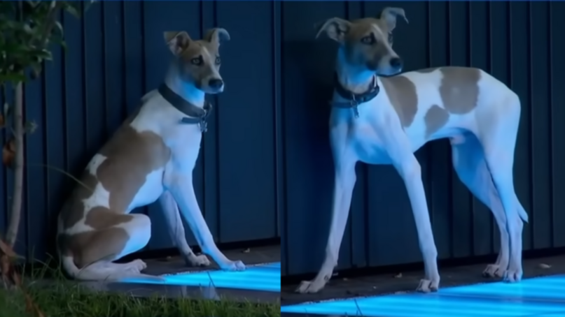 La nueva vida de Arturo, el perro de Gran Hermano que adoptó Martín