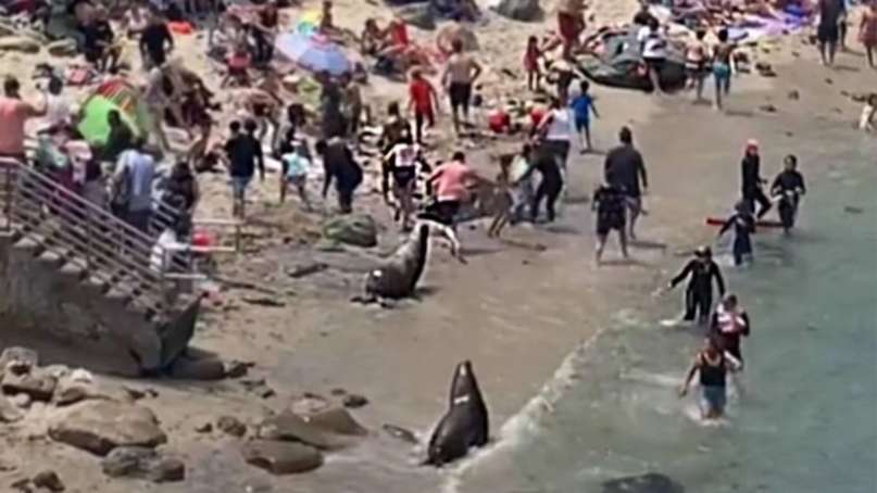 Lobos marinos espantaron a turistas que invadieron su zona