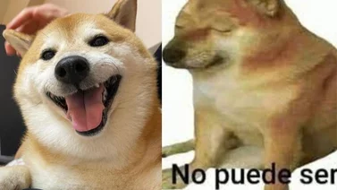 animo perro meme