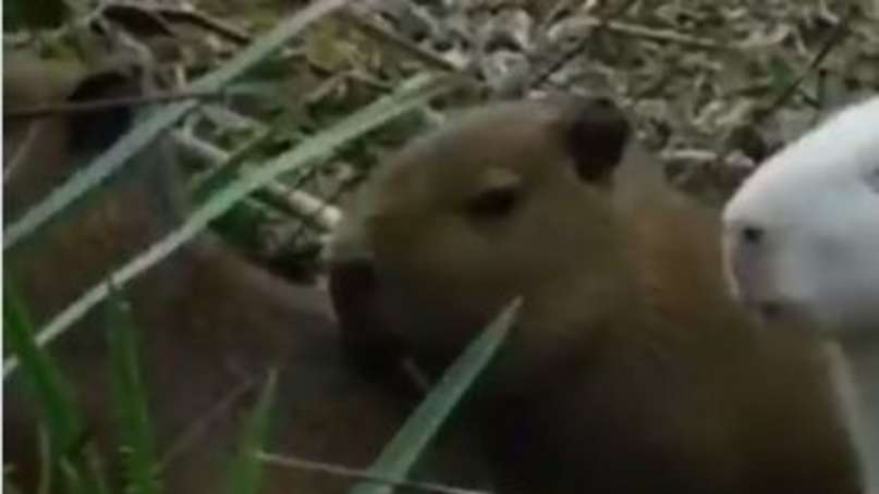Furor en Twitter por un video de un carpincho albino