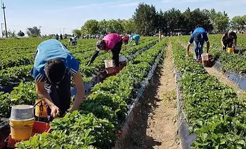 El Gobierno no renovó el régimen que compatibiliza planes sociales con trabajo rural y 120.000 puestos están en riesgo