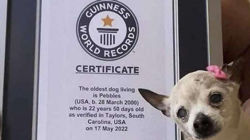 Pebbles, la perrita más vieja del mundo y Récord Guinnes falleció a los 22 años