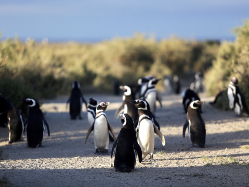 Condenaron al acusado de la matanza de pingüinos en Punta Tombo